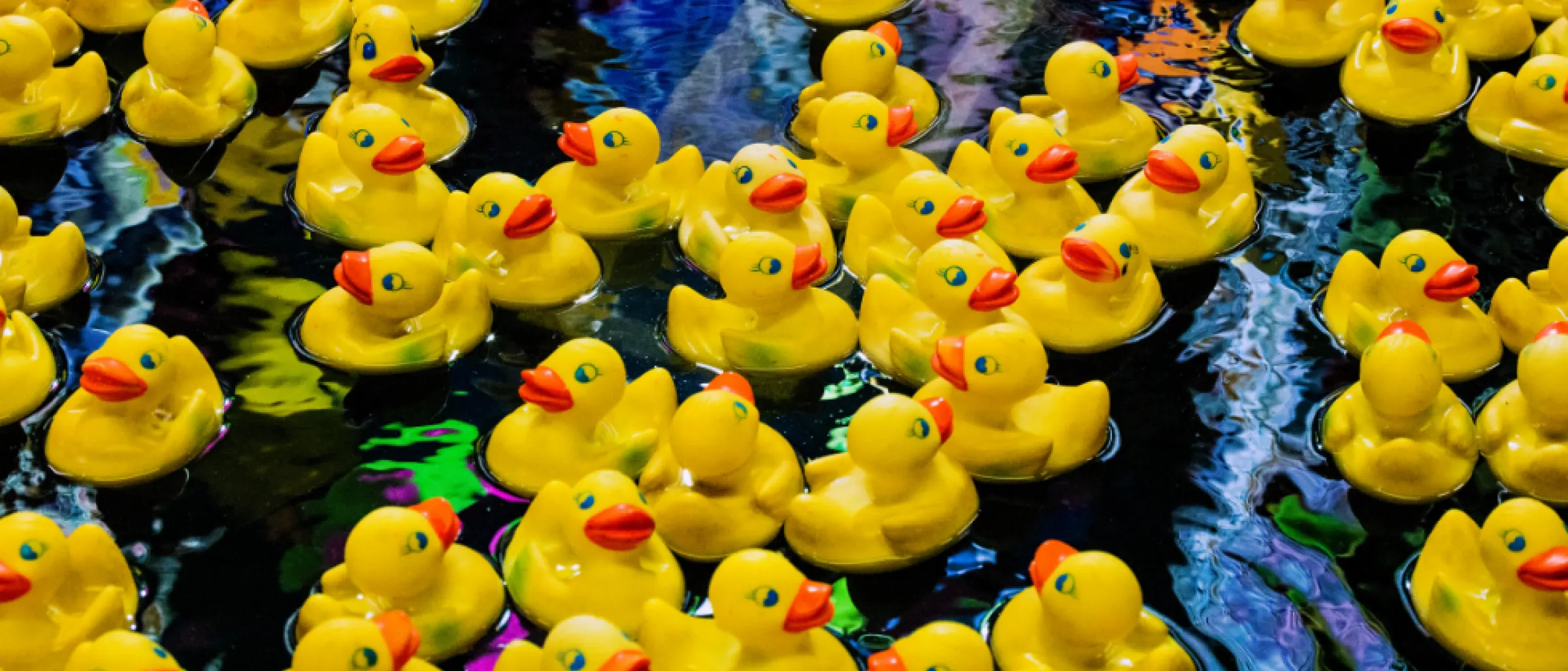 Das Bild zeigt Badeenten im Wasser